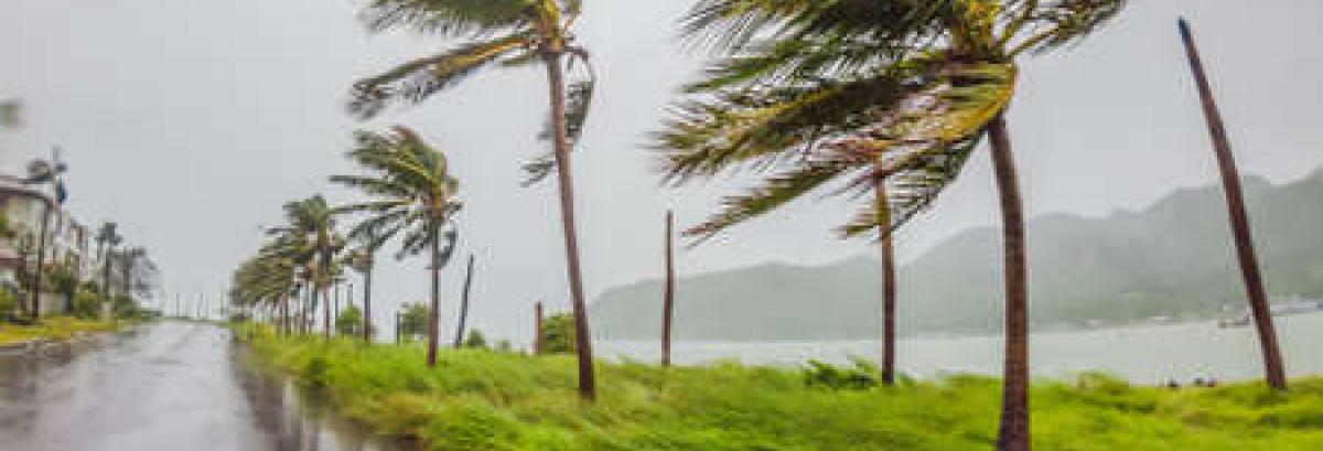 Palmiers pliant sous une tempête tropicale