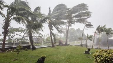 Palmiers subissant un vent cyclonique