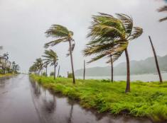 Palmiers pliant sous une tempête tropicale